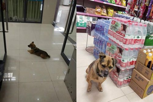 Không biết chủ đã chết vì COVID-19, chú chó kiên nhẫn đợi ở bệnh viện suốt 3 tháng