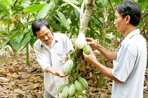 Bình Phước xây dựng vùng chuyên canh cây ca cao