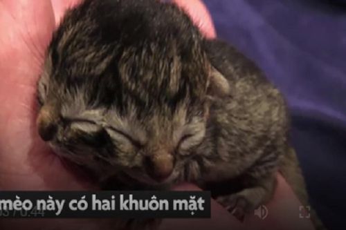 Kinh ngạc con mèo sinh ra có hai khuôn mặt