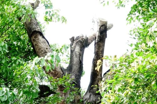Dàn cây 'quái thú' bỏ lại 2 năm ở Huế: Người dân lo lắng, chính quyền lúng túng