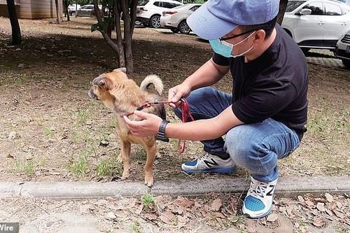 Chủ qua đời vì COVID-19, chó cưng vẫn chờ đợi suốt 3 tháng ở bệnh viện