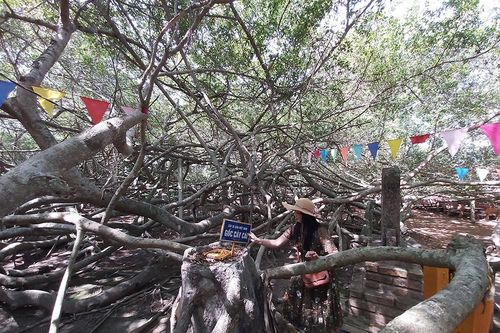 Giàn gừa 'độc nhất vô nhị' ở miền Tây