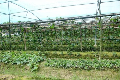 Thu nhập cao từ sản xuất, kinh doanh thực phẩm an toàn