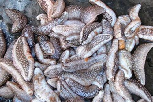 Vận chuyển trái phép hơn 1,3 tấn động vật nghi là hải sâm