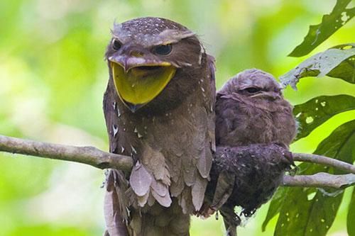 Cú muỗi mỏ cặp: Loài chim kỳ lạ, bậc thầy ngụy trang trong tự nhiên