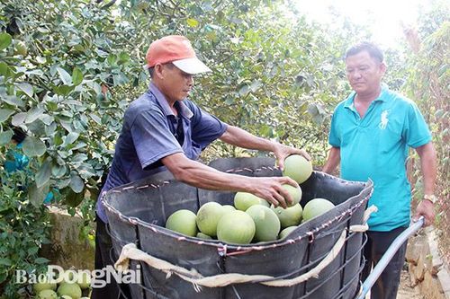 Cho vay trong lĩnh vực nông nghiệp, nông thôn đạt khoảng 57,2 ngàn tỷ đồng