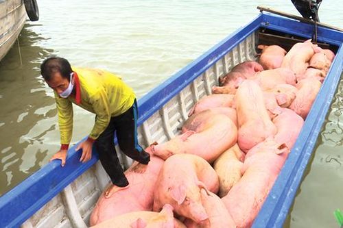 Bắt giữ 3 đối tượng vận chuyển 25 con heo qua biên giới trái phép