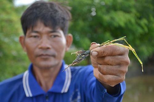 Lúa đầu nguồn Cửu Long chết hàng loạt vì nhiễm mặn?