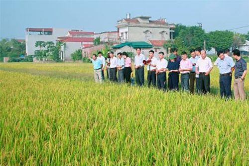 Triển vọng được mùa vụ lúa đông xuân