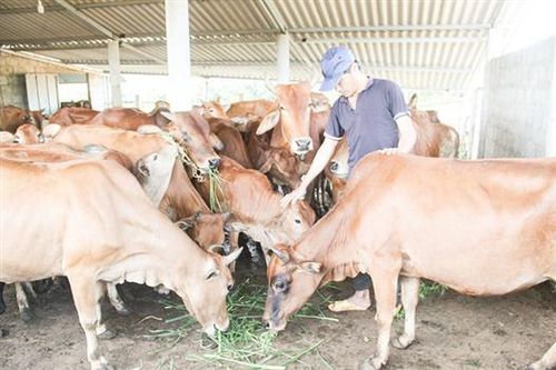 Gio Linh phát triển đàn bò theo hướng zêbu hóa