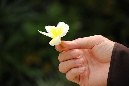 Nhật ký trẻ : Học cách trị thương của một con thú