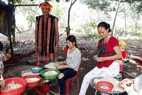 Già Điểu Va giúp đồng bào thoát cảnh bán điều non