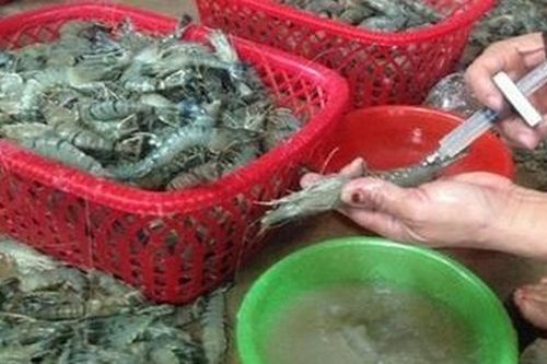 Phạt 60 triệu đồng thương lái bơm tạp chất vào tôm