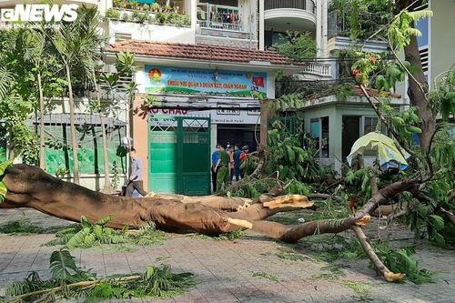 Cây phượng đổ, đè trúng học sinh: Sở GD&ĐT TP.HCM ra văn bản khẩn