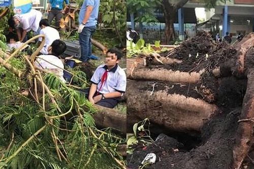 Học sinh tử vong vì cây đổ trong sân trường, trách nhiệm bồi thường thuộc về ai?