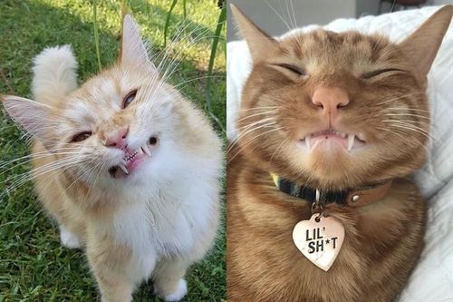 Đâu chỉ chúng ta mới cần 'niềng răng', các 'boss' này cũng muốn đi nha sĩ!