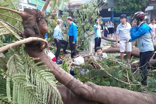 Hà Nội rà soát cây xanh lâu năm tại gần 2.000 trường học đề phòng gãy đổ