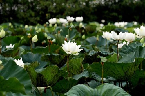 'Trái ngọt' từ đồng hoang
