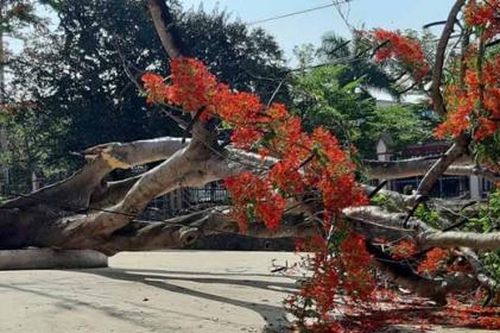 TP.HCM yêu cầu không chặt cây lâu năm trong trường học bừa bãi
