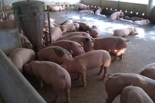 Sau 1 tháng giảm giá, doanh nghiệp tăng giá lợn hơi phá vỡ cam kết với Chính phủ
