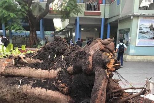 Sau vụ cây đè chết học sinh: Hà Nội yêu cầu các trường rà soát cây xanh