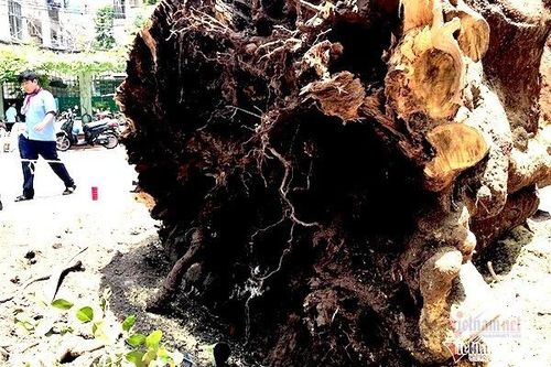 Bên trong cây phượng còn lại vừa được Trường Bạch Đằng đốn hạ