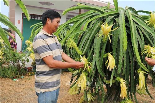 Vận chuyển nước ngọt 'giải khát' cho trên 15.000 ha vườn cây ăn quả đặc sản
