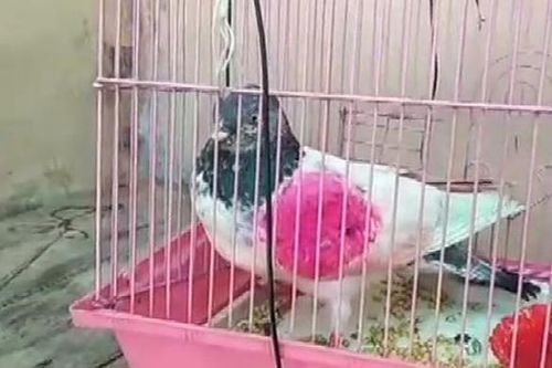 Dân làng Pakistan đề nghị Ấn Độ trả bồ câu bị bắt vì nghi 'làm gián điệp'