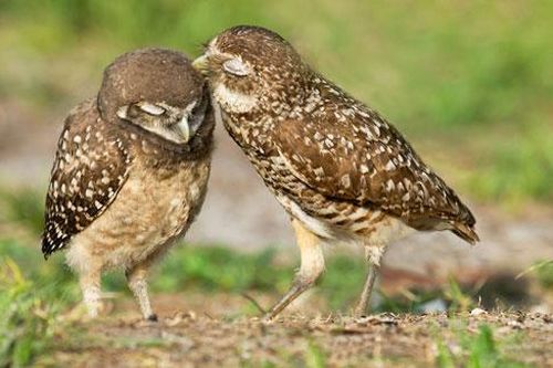 Ảnh đẹp: Chim cú tình tứ trên đồng cỏ