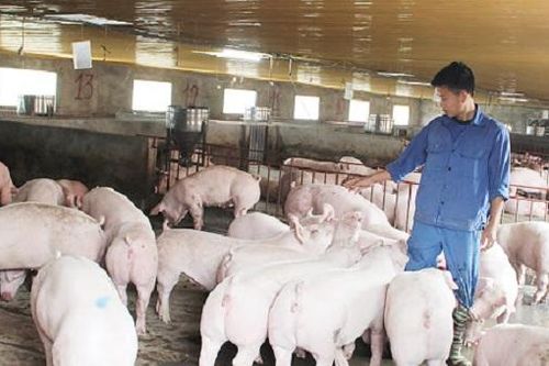 Thịt lợn giá cao: Vì sao người chăn nuôi không mấy mặn mà với tái đàn lợn?