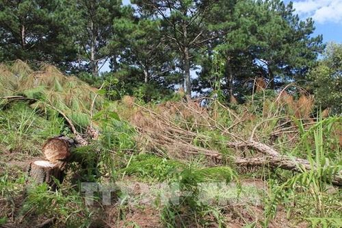 Áp lực giữ rừng ở Tây Nguyên: Bài 3 - Nhiều thách thức trong giữ rừng tự nhiên