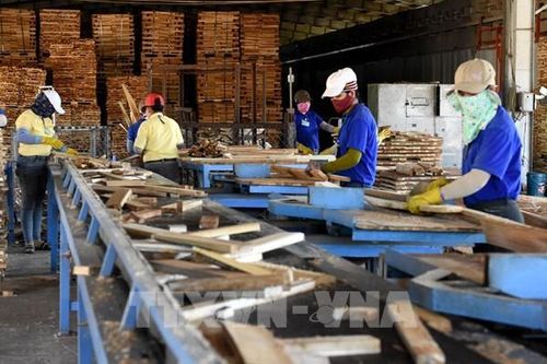 Xuất khẩu dăm gỗ gặp khó