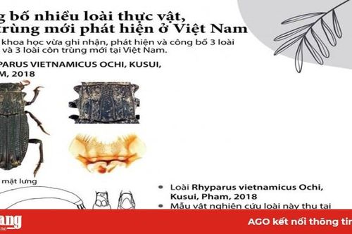 Công bố nhiều loài côn trùng và thực vật mới ở Việt Nam
