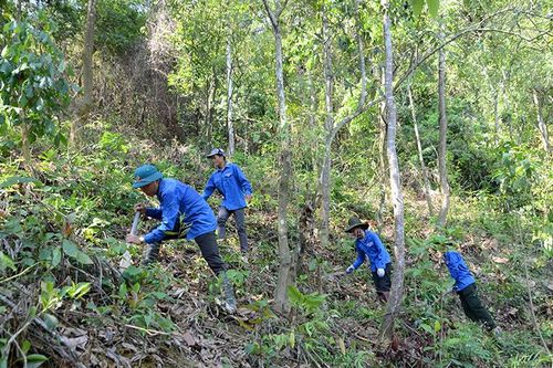 Học Bác giữ 'rừng vàng'