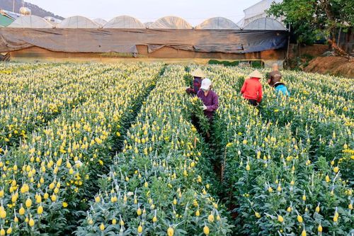 Hiệu quả chuỗi liên kết