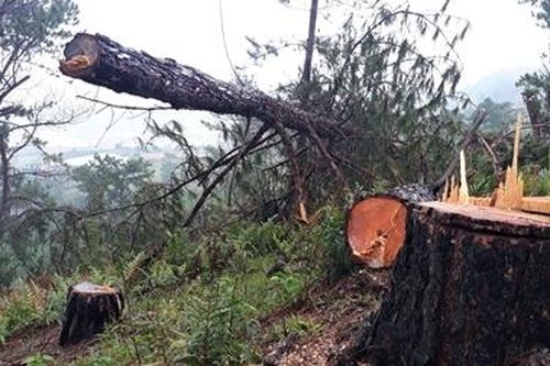 'Cơn bão' phá rừng càn quét dãy Langbiang