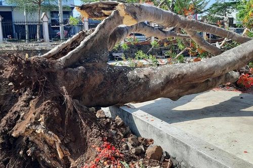 Thêm 1 cây phượng cổ thụ bật gốc đổ sập trong sân trường