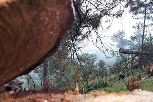 Chỉ đạo làm rõ vụ phá rừng ở núi Langbiang