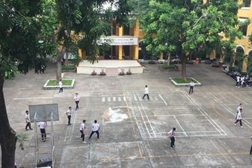 Trồng cây gì trong trường học để an toàn