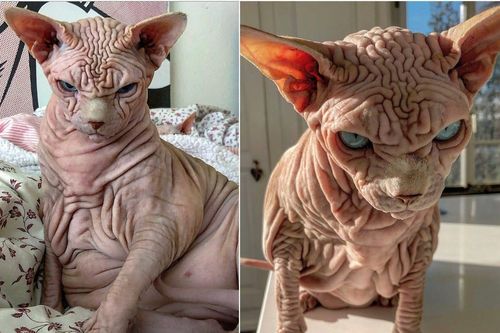 Xấu xí và trụi lông, vì sao giống mèo nhân sư hút hồn giới trẻ?