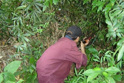 Những cái chết thảm do lạc đạn khi săn thú rừng