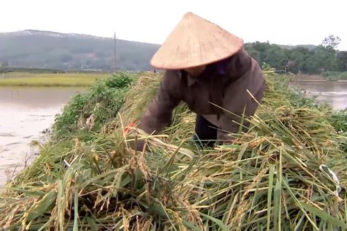 Vỡ đập ở Phú Thọ: Người dân lội nước cao đến cổ để cứu lúa