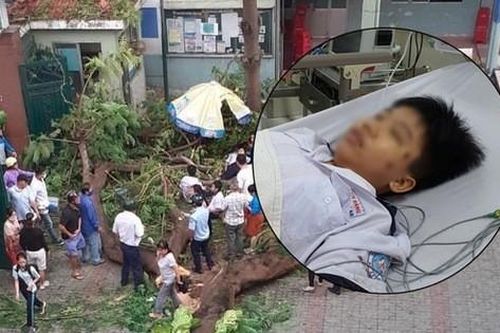 Thông tin về sức khỏe của các em học sinh phải cấp cứu vì cây đổ trong sân trường