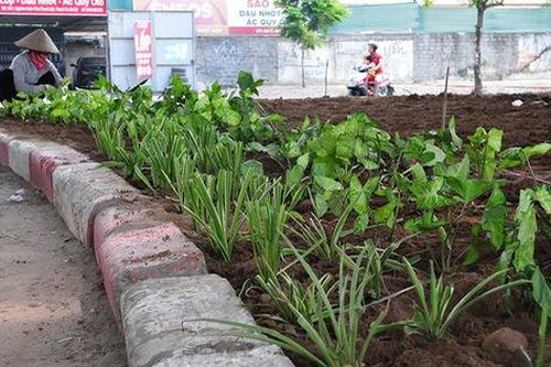 Hơn 1 năm 'hoang phế', dải phân cách trục vành đai 3 Hà Nội đã được phủ cây xanh