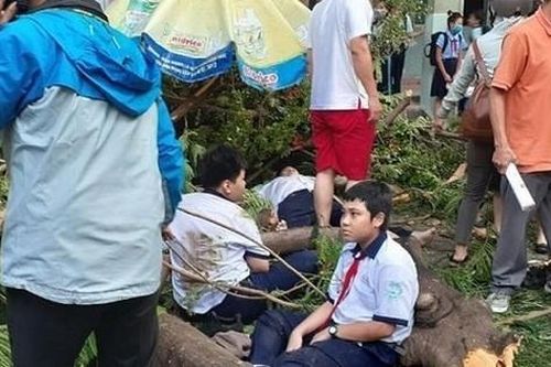 Hà Nội rà soát, 'thăm khám' và xử lý những cây xanh nguy cơ mất an toàn trong các trường học