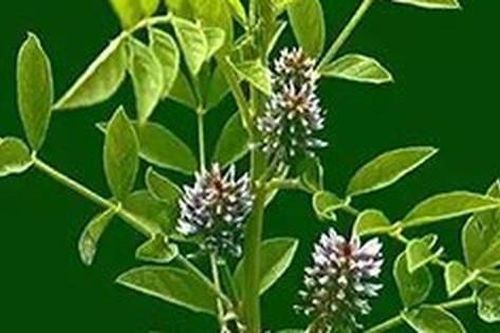 Vị thuốc giải được hàng ngàn độc chất nhưng tuyệt đối không tùy tiện dùng