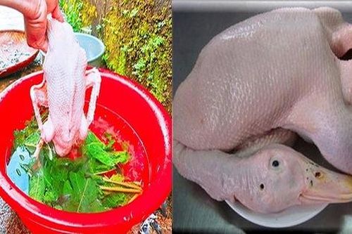 Cho vịt uống thứ chất lỏng này, đảm bảo khi làm cả lông măng cũng sạch bong sau ít phút