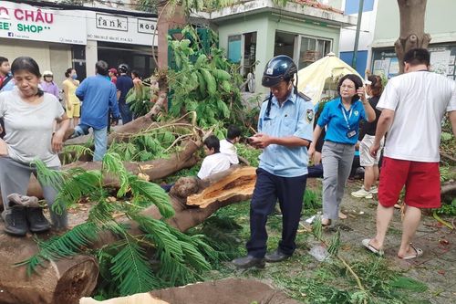 Công ty cây xanh: Khó đánh giá dấu hiệu nguy hiểm của cây
