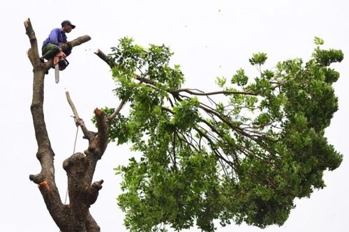 Chủ tịch Hà Nội yêu cầu khẩn trương cắt tỉa cây ở trường học