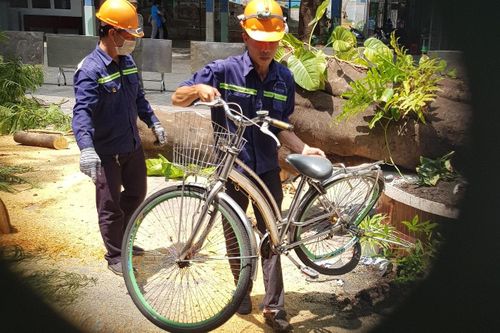 Sau vụ cây đổ khiến học sinh chết, các tỉnh yêu cầu rà soát cây xanh